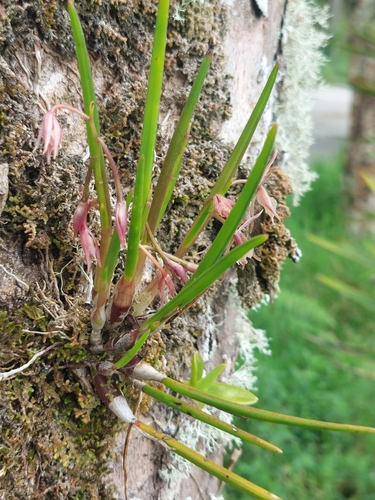 Epidendrum porquerense, photograph 5