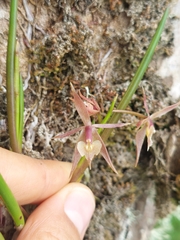 Epidendrum porquerense, photograph (c) Daniel Mesa, some rights reserved (CC BY)