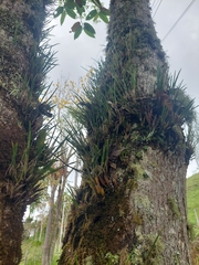 Epidendrum porquerense, photograph (c) Daniel Mesa, some rights reserved (CC BY)