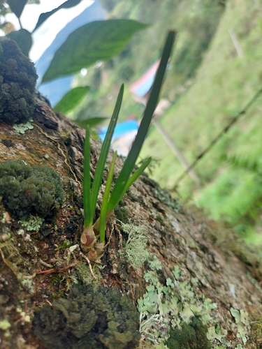 Epidendrum porquerense, photograph 3