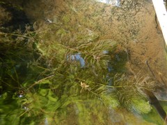 Ceratophyllum echinatum