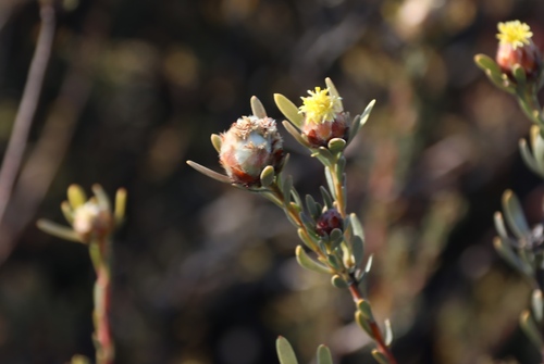 Image of Leucadendron nitidum by (c) Tony Rebelo, some rights reserved (CC BY-SA)