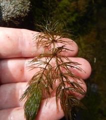 Ceratophyllum echinatum