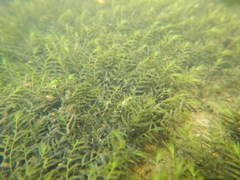 Fissidens fontanus