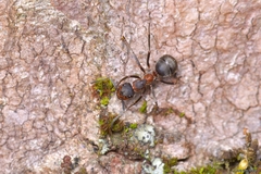 Formica pratensis