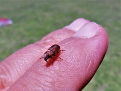 Dendroctonus