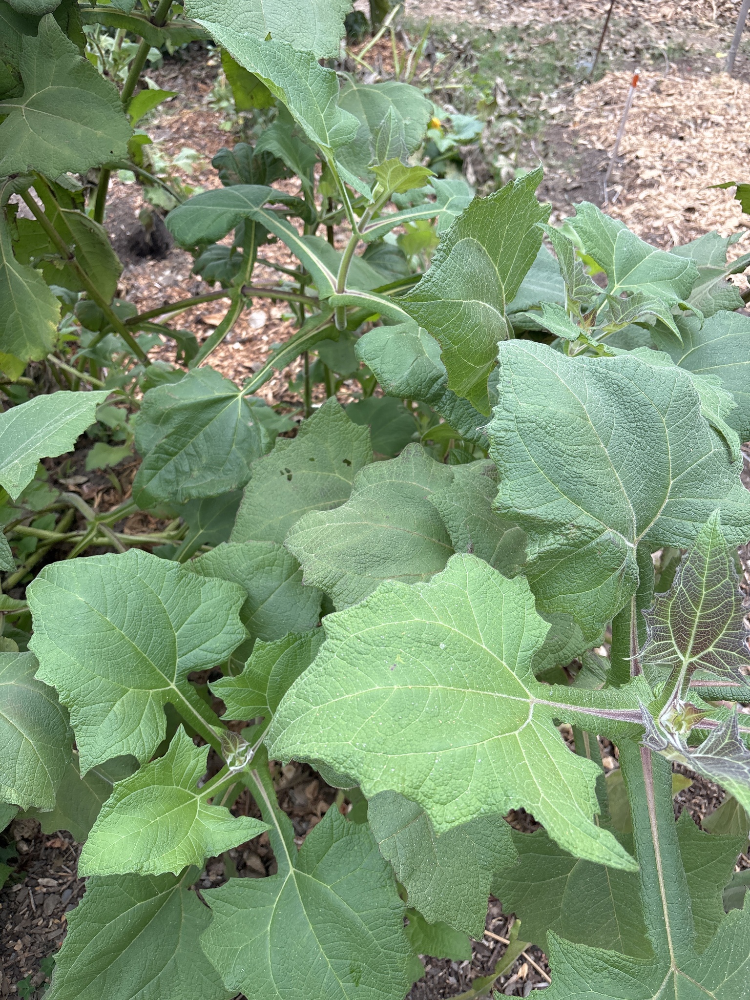 Imagem de Batata iacon