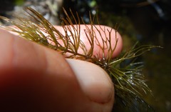 Ceratophyllum echinatum