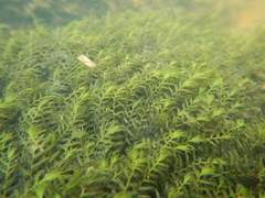 Fissidens fontanus