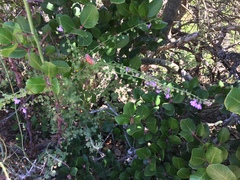 Sairocarpus pusillus