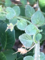 Sairocarpus pusillus