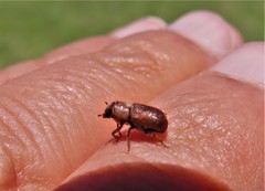 Dendroctonus