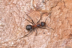 Formica pratensis