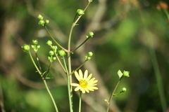 Silphium terebinthinaceum