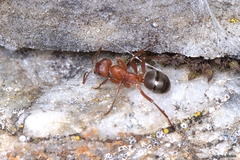 Formica sanguinea