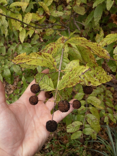 Buttonbush fruiting