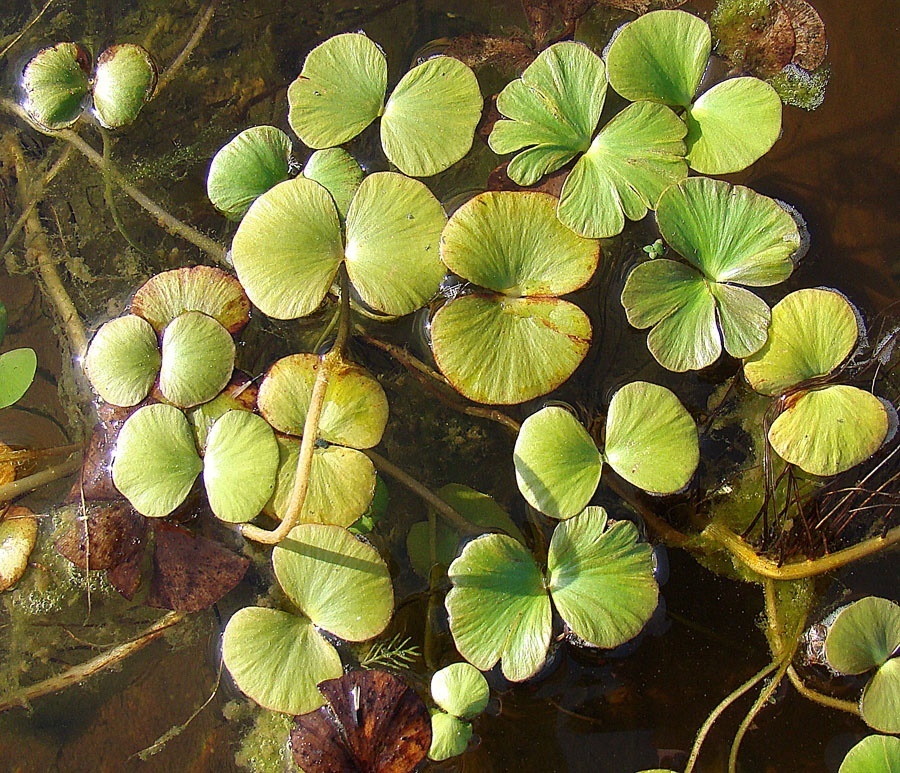 Regnellidium