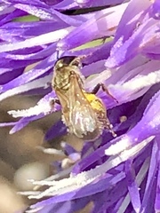 Lasioglossum pilosum