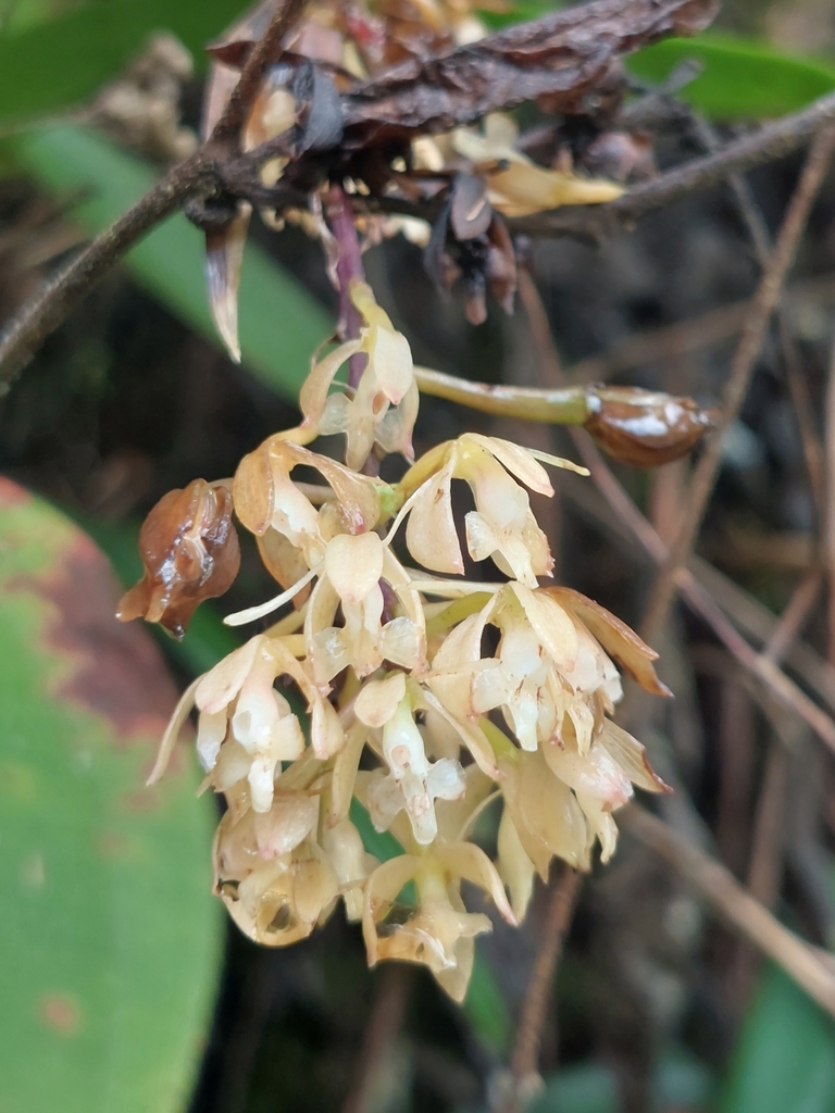 Epidendrum nutans