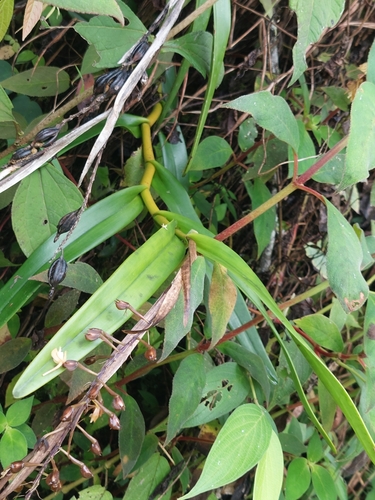 Epidendrum ruizianum Lindl. 3
