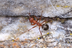 Formica sanguinea