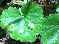 Rondaniola bursaria