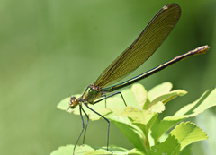Calopteryx amata