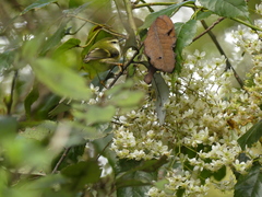 Acanthisitta chloris