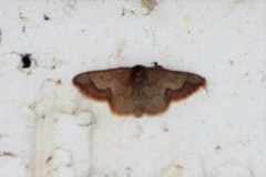 Idaea kendallaria