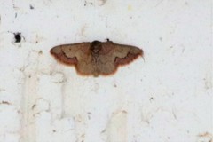 Idaea kendallaria