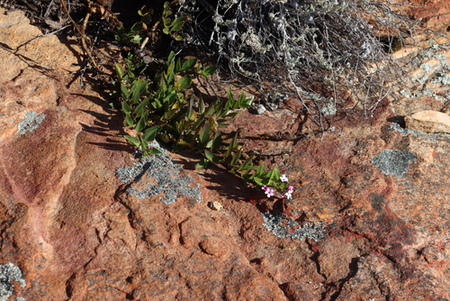 Image of Teedia lucida by (c) Tony Rebelo, some rights reserved (CC BY-SA)