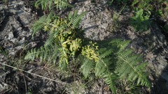 Eriophyes quadrifidus