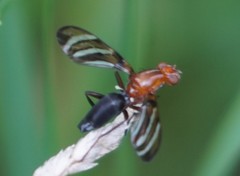 Tritoxa incurva