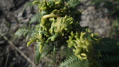Eriophyes quadrifidus