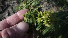 Eriophyes quadrifidus