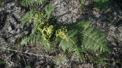 Eriophyes quadrifidus