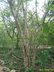 Havardia albicans