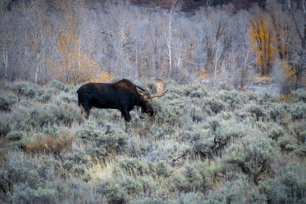 Moose from Teton County, WY, USA on October 24, 2024 at 07:55 AM by ...