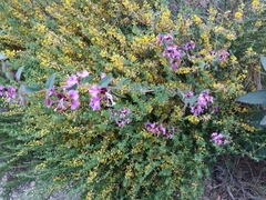 Clarkia unguiculata