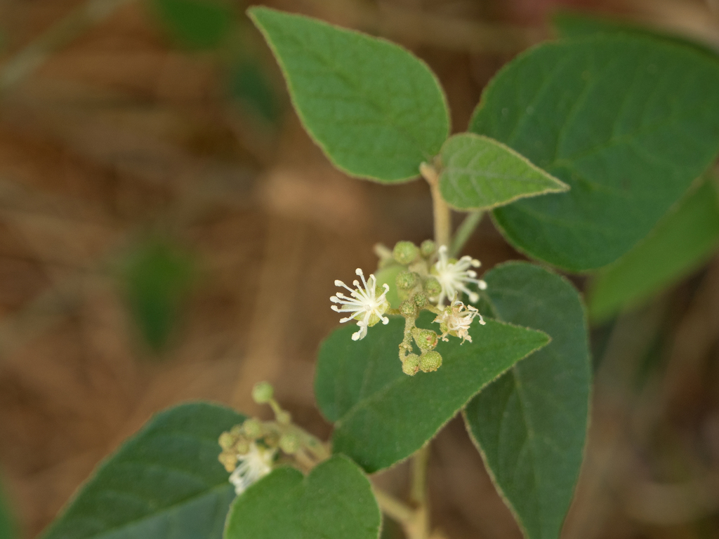 Bush croton