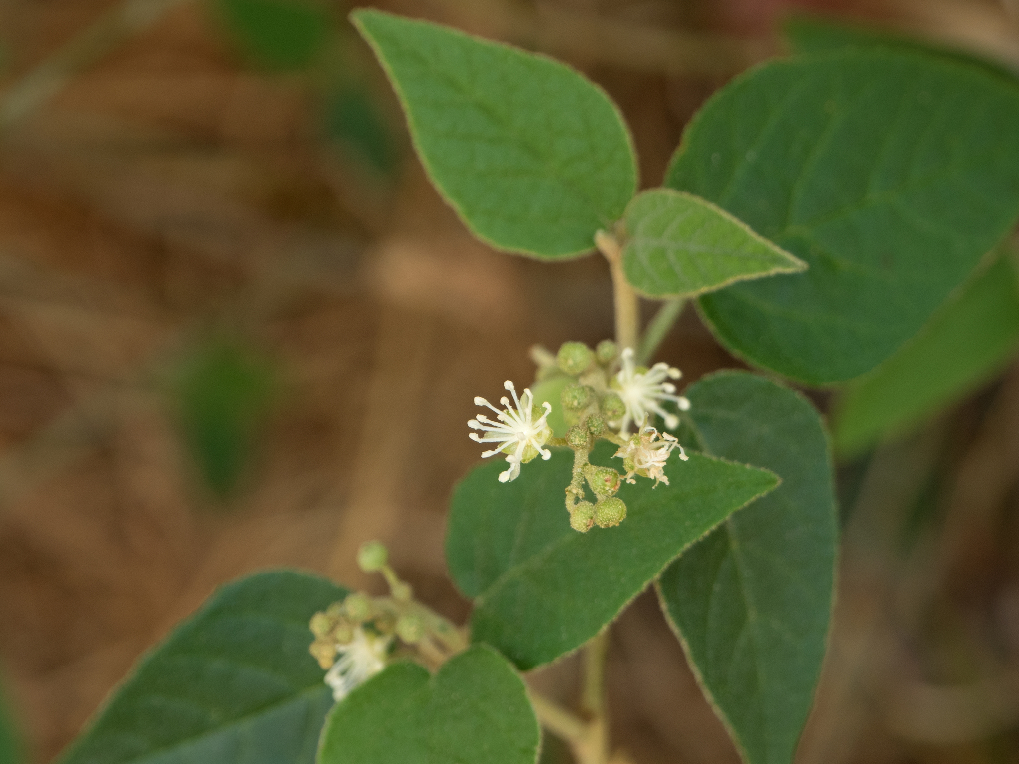 Croton fruticulosus