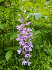 Dactylorhiza saccifera