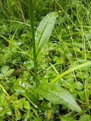Dactylorhiza saccifera