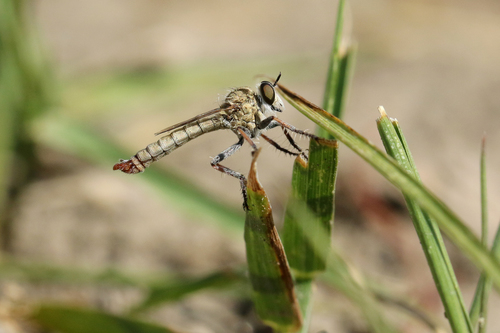 Dicropaltum mesae