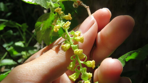Image of Ribes magellanicum by (c) Ariadna Tripaldi, some rights reserved (CC BY)