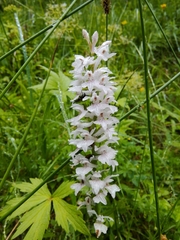 Dactylorhiza saccifera