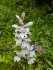 Dactylorhiza saccifera