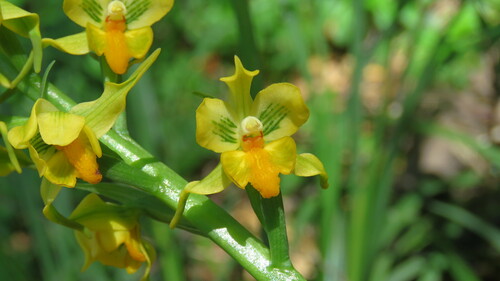 Image of Gavilea odoratissima by (c) Ariadna Tripaldi, some rights reserved (CC BY)
