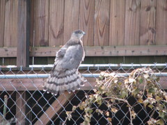 Accipiter cooperii