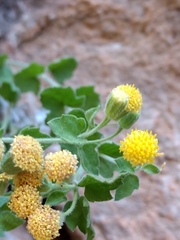 Perityle tenella